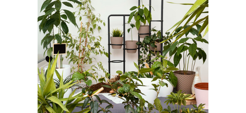Ideas de decoración de apartamentos con plantas: cómo agregar vida y energía a cualquier espacio